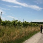 Vigne a Mezzomerico